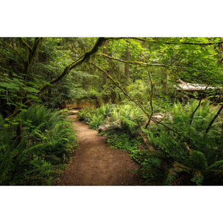 California Redwood Forest Canvas Wall Art - Jedediah Smith State Park