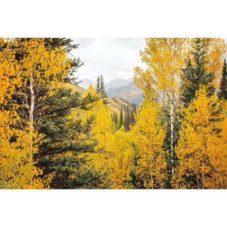 Colorado Aspens, Mountain Wall Art Prints, Yellow Fall Aspen Trees Forest Landscape, Rustic Home Decor, Canvas Wall Art, Nature Photography