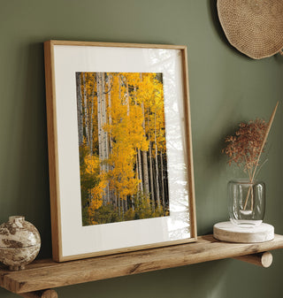 Colorado Fall Aspen Tree Photo Wall Art, Nature Photography for Home Decor