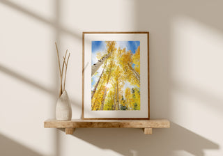 Yellow Aspen or Birch Trees Photo Print - Colorado Nature Photography for Home Decor