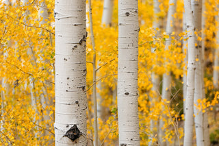 Fall Golden Aspen Tree Picture Canvas Wall Art - White Birch Tree Trunks