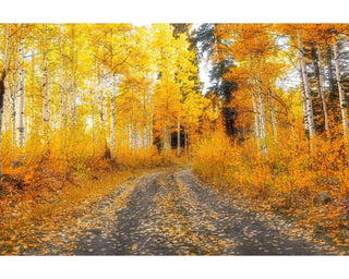 Autumn Path in the Aspen Trees - Colorado Canvas Wall Art