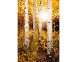 Golden Fall Aspen or Birch Trees - Colorado Forest Canvas - Wall Art Prints - Forest Landscape - Home Decor for Office or Living Room