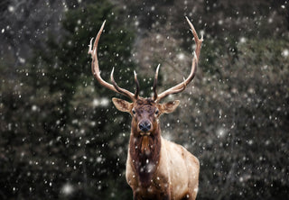 Rustic Elk Canvas Wall Art Print: Extra Large Colorado Snow Photography Print for Home or Cabin Decor