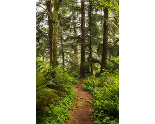 Oregon Hiking Path Photo - Nature Landscape Wall Art - Samuel H. Boardman
