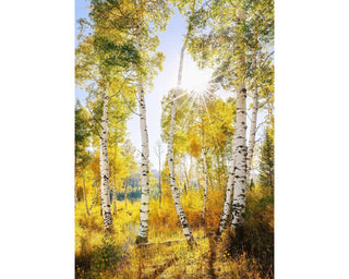Fall in Colorado - Autumn Aspen Tree Forest Picture Wall Art Decor
