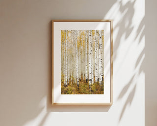 Aspen Tree Framed Wall Art