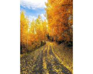 Golden Fall Aspen Trees and Country Road, Fall Landscape, Canvas Wall Art