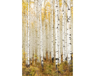 Framed Aspen Tree Photo Art Print - Birch Tree Forest Wall Art, Living Room, Home Decor, Colorado Nature Photography, Ready to Hang