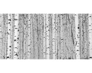 Modern Black and White Aspen Tree Wall Art, Birch Tree, Panoramic, Colorado canvas, Nature photography, Large Living Room Art