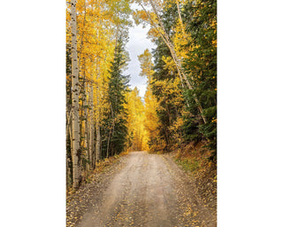 Forest Road and Fall Aspen Trees, Colorado Photography, Canvas Wall Art for Home Decor
