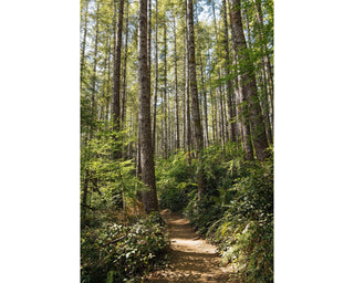 Oregon Coast Forest Photo - Into the Woods - Nature Photography Canvas Wall Art - Living Room Bedroom Home Decor
