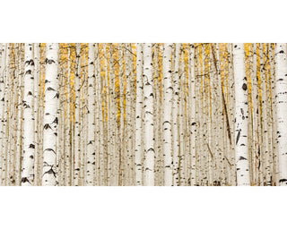 Aspens In Summer - Aspen Tree Wall Art | Art Bloom Canvas Prints - Foto 4