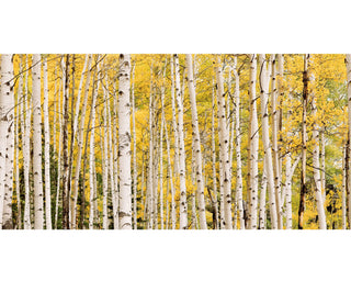 Panoramic Long Narrow Aspen Tree Canvas Wall Art - Birch Tree Fall Color - Over the Sofa- Home Decor - Living Room, Bedroom, or Office
