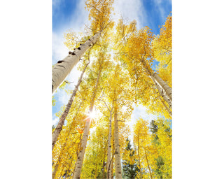 Yellow Aspen or Birch Trees Photo Print - Colorado Nature Photography for Home Decor