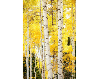 Aspen or Birch Trees in Fall Forest Art Prints - Canvas or Fine Art Photo Print