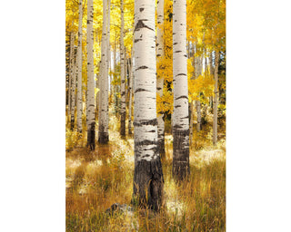 Vertical Aspen Tree Wall Art Print - White Birch Picture - Colorado Autumn Landscape - Nature Photography Canvas Home Office Decor