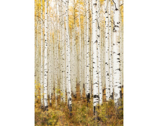 Fall Aspen Tree Wall Art Prints - Birch Tree Canvas Picture - Colorado Landscape - Nature Photography Home Decor