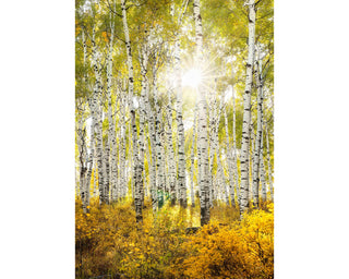 Fall Aspen Birch Tree Photo Print - Colorado Landscape Canvas Wall Art - Nature Photography for Home Decor