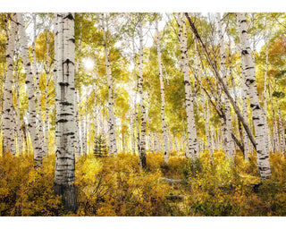 Canvas Wall Art Aspen Birch Tree Forest - Colorado Nature Photography - Home Decor for Living Room, Bedroom or Office