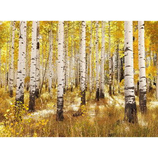 Fall Aspen Tree Trunks Wall Art - Canvas Art Prints