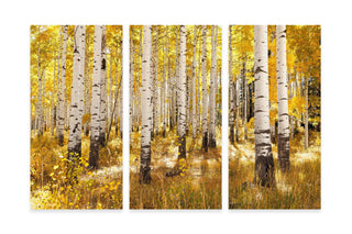 Gallery Wall Set of 3 Canvas Art, Aspen Tree, Birch Art Prints, Colorado Photography, Forest Picture, Nature Wall Art, Home Decor