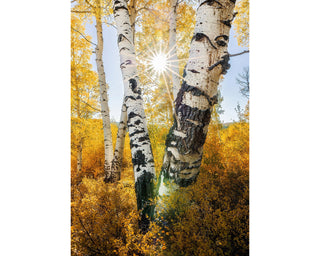 Close Up Aspen Birch Tree Photo - Colorado National Forest Wall Art
