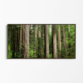 Framed Redwood Forest Canvas Art -  Redwoods Wall Art - Northern California Art Print - Extra Large Nature Photo - Home Office Decor