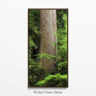 Tall Narrow Redwoods Canvas Art Print - National Forest Wall Art - Northern California - Optional Framed - Nature Home Office Decor