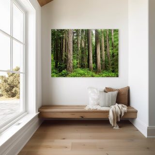 Redwood Forest Wall Art Print - Tree Canvas - Northern California - Jedediah Smith - Fine Art Nature Photography