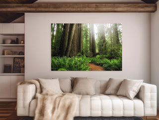 Redwood Forest Acrylic Wall Art Print - Modern Decor for Living Room - Minimalist or Contemporary Home - Northern California Photography