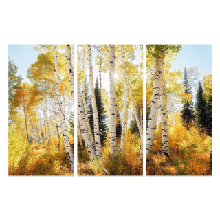 Colorado Aspen 3 Piece Wall Art Prints - Gallery Wall Canvas - Birch Trees - Nature Photography