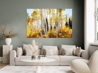 Colorado Aspen 3 Piece Wall Art Prints - Gallery Wall Canvas - Birch Trees - Nature Photography