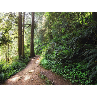 Hiking Path Picture - Nature Landscape - Forest Wall Art Prints - Pacific Northwest Gifts - Oregon Photography - Oswald West State Park