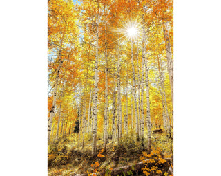 Golden Fall Aspen Forest Photo Art Print - Canvas Wall Art - Colorado Nature Photography Decor for the Home or Office