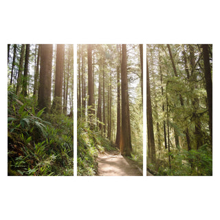 Set of 3 Forest Canvas Wall Art - Home Decor - Nature Photography Prints - Sunlit Hiking Path in the Woods - Oregon National Forest