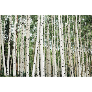 Green Aspen Tree Wall Art - Forest Canvas - Nature Wall Art for Home Decor