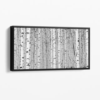 Black and White Framed Aspen Tree Canvas