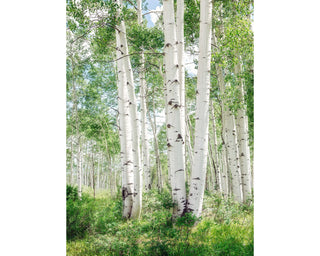 Vertical Green Aspen Canvas Wall Art, Birch Tree Trunks Photo Print, Colorado, Landscape Canvas, Nature Photography, Forest Art Print